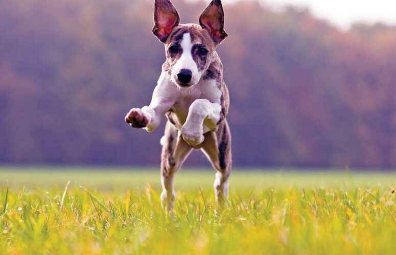 Pet Corner: Arthritis and Traditional Chinese Medicine